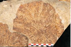 Foto (Detailansicht) von Nelumbium buchii Ettingshausen (NHMW-GEO-2024-0188-11575)